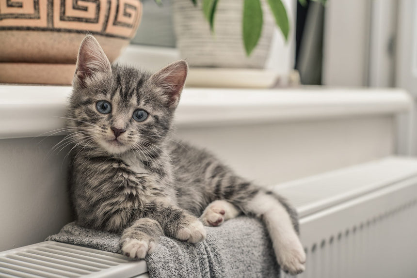 Gatto in casa tigrato sdraiato