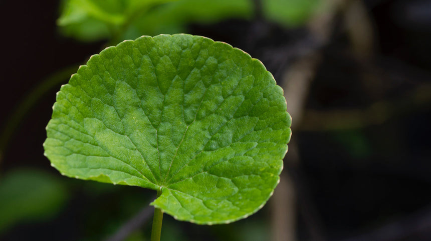 centella asiatica