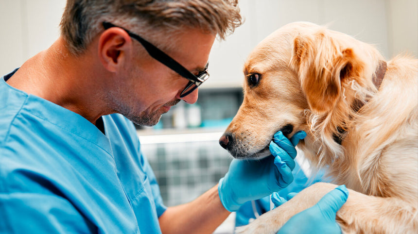 Un cane insieme al veterinario.