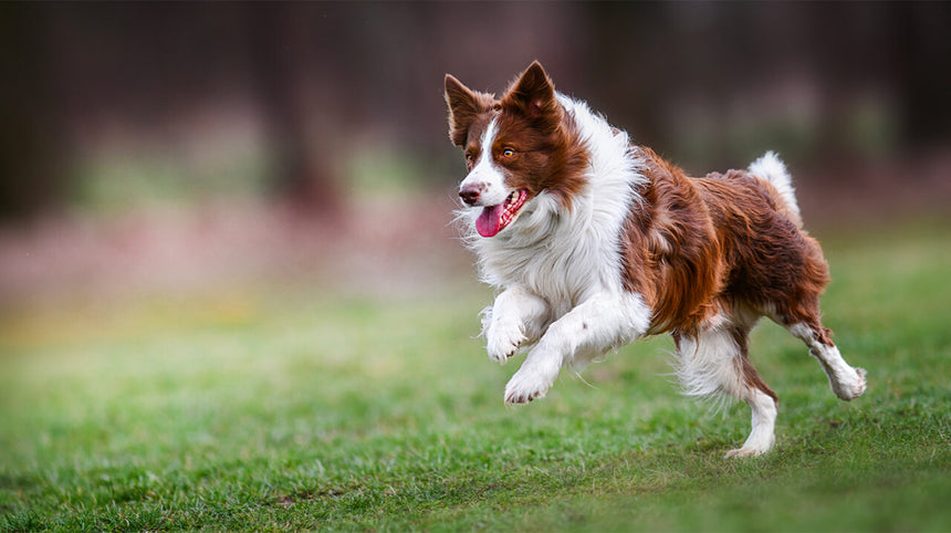 Cane che corre sul prato.