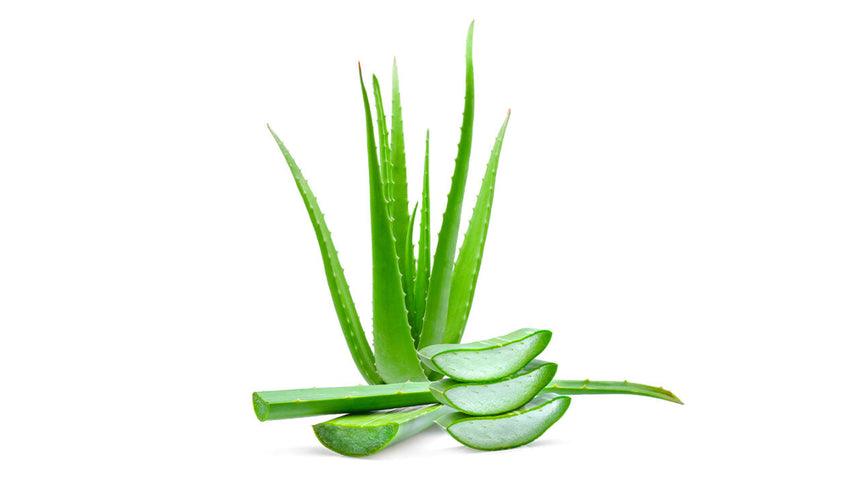 Pianta di aloe vera