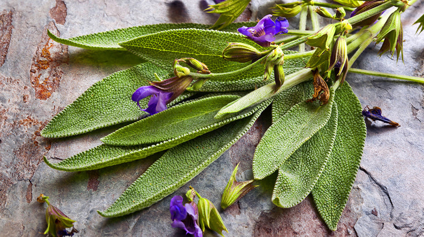 foglie di salvia