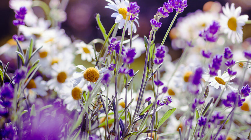 fiori viola e margherite