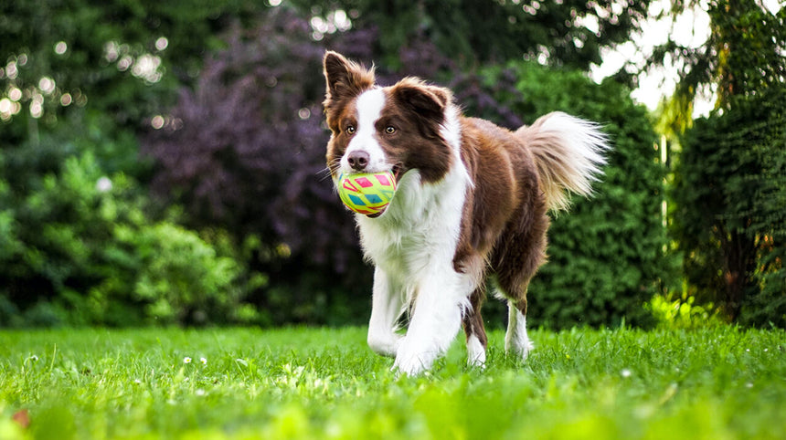 cane che corre con gioco in bocca