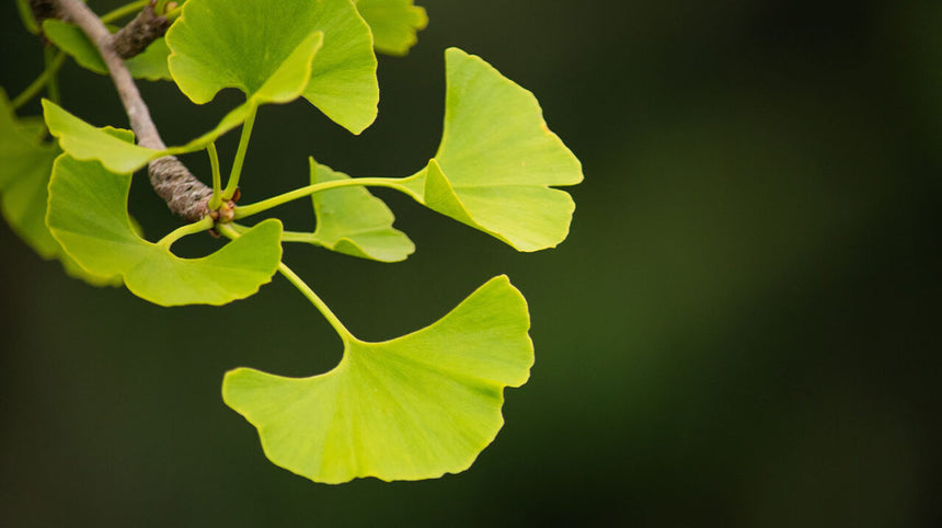 foglia di ginkgo biloba