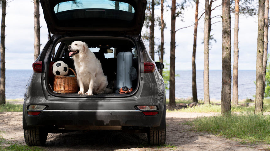 cane in bagagliaio aperto di un'auto