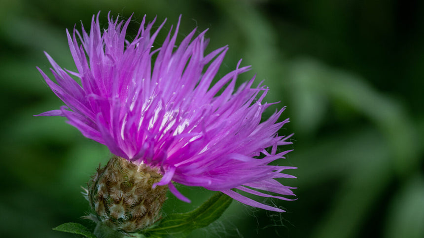 Fiore di bardana