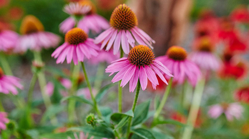 Fiore di echinacea purpurea