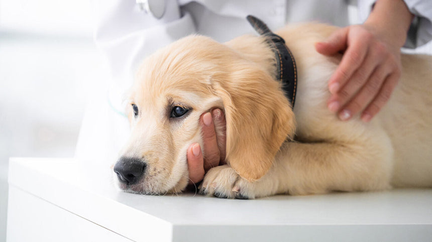 Cane dal veterinario