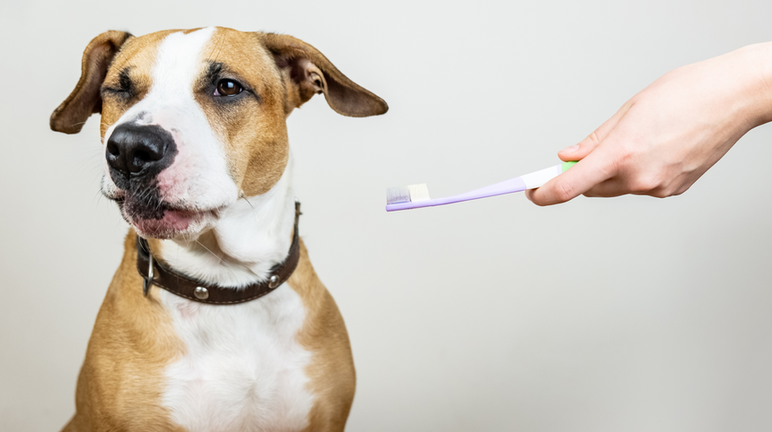 curare l'igiene orale del cane