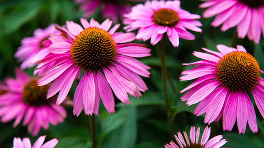 fiori di echinacea