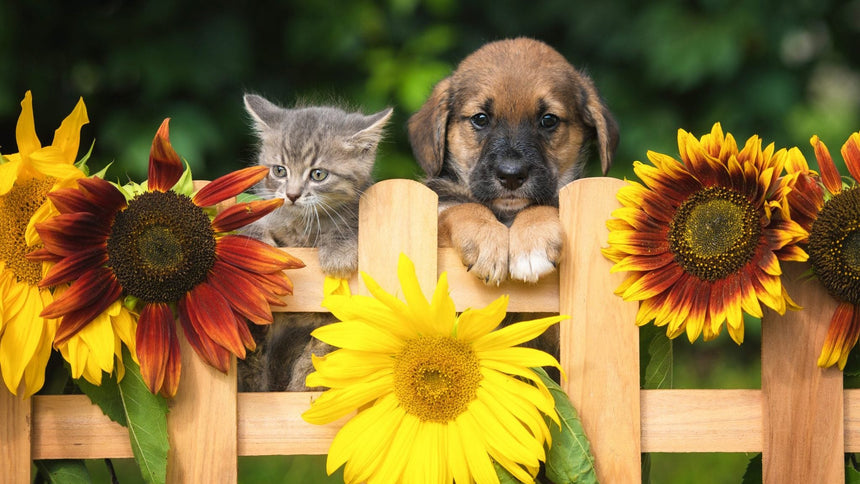 cucciolo di cane e di gatto tra i girasoli