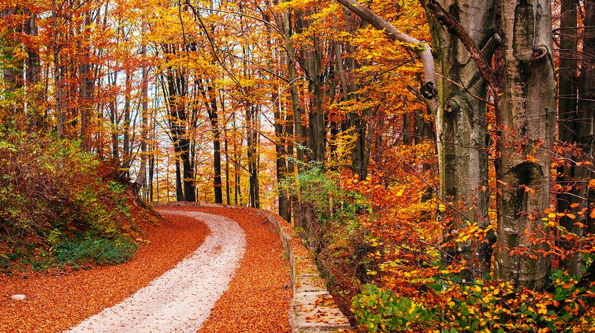 foliage in Italia: un sentiero in un bosco con foglie secche e colorate