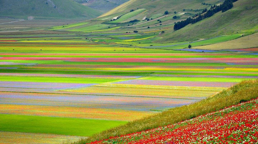 fioritura delle lenticchie a castelluccio di norcia