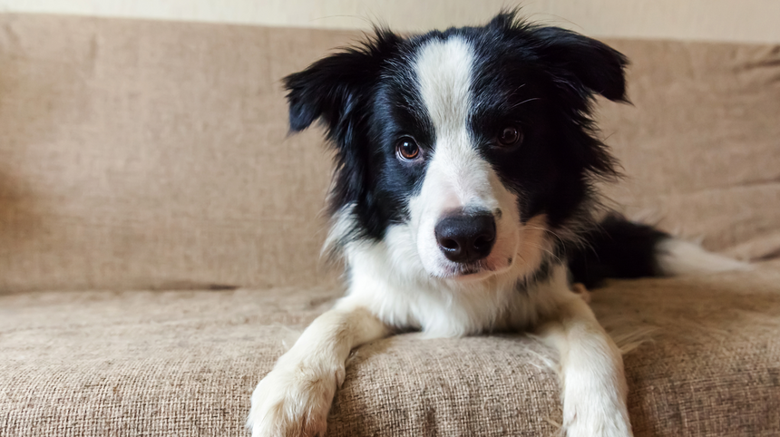 benessere e igiene del cane, border collie sul divano